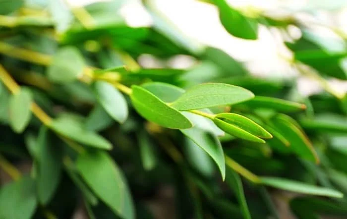 گیاه اکالیپتوس چیست