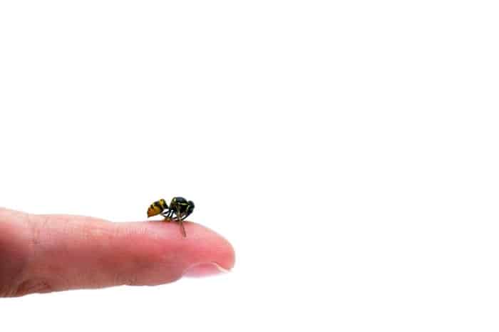 بعد از نیش زدن زنبور چه کنیم 29 درمان خانگی و گیاهی سریع