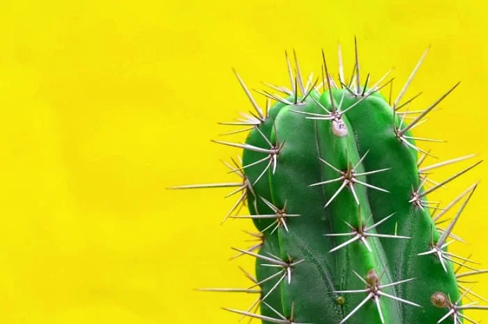 عوض کردن گلدان