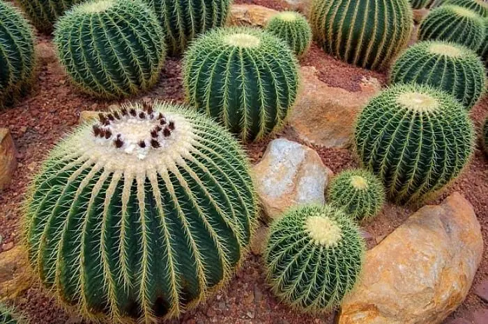 نگهداری کاکتوس خیاری