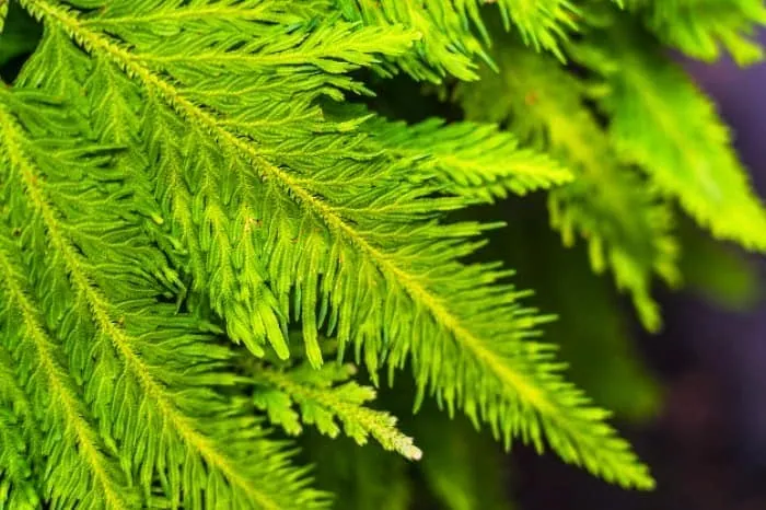 گیاه دم اسب