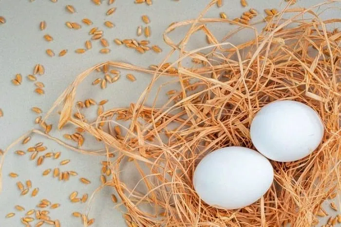 egg