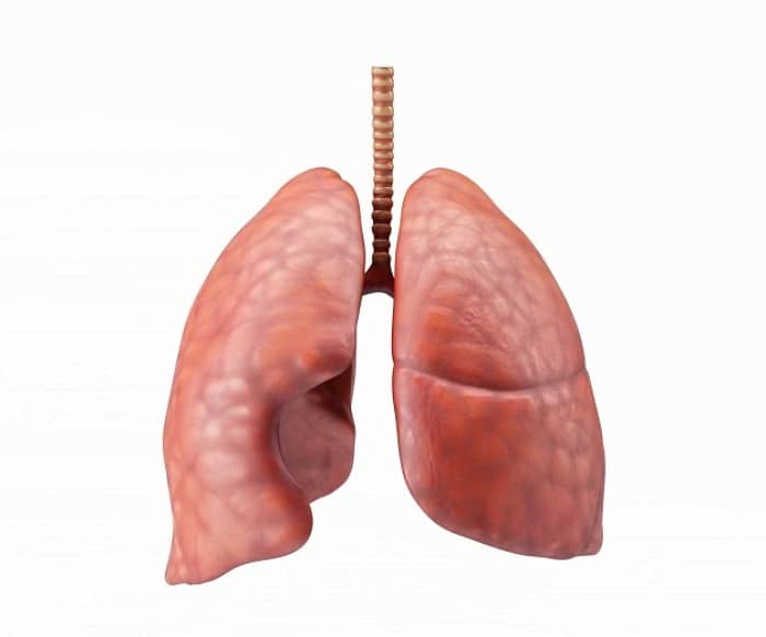 ساختار دستگاه تنفس