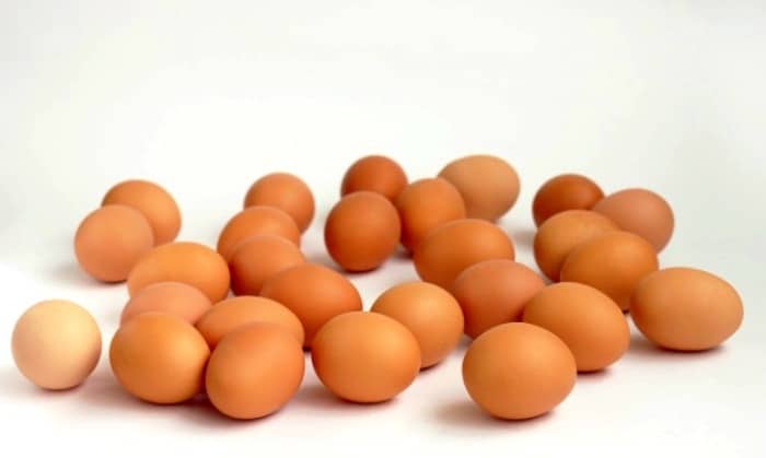 تولید تخم مرغ 