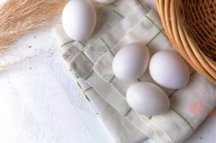غذای پروتئینی