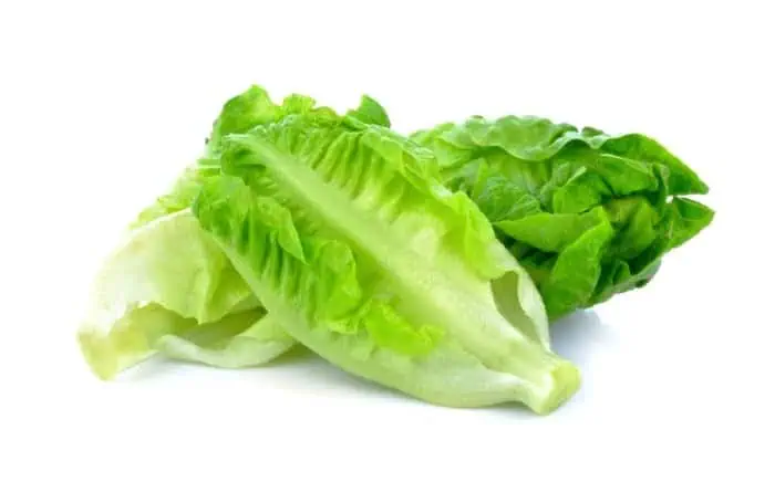 نگهداری از کاهو