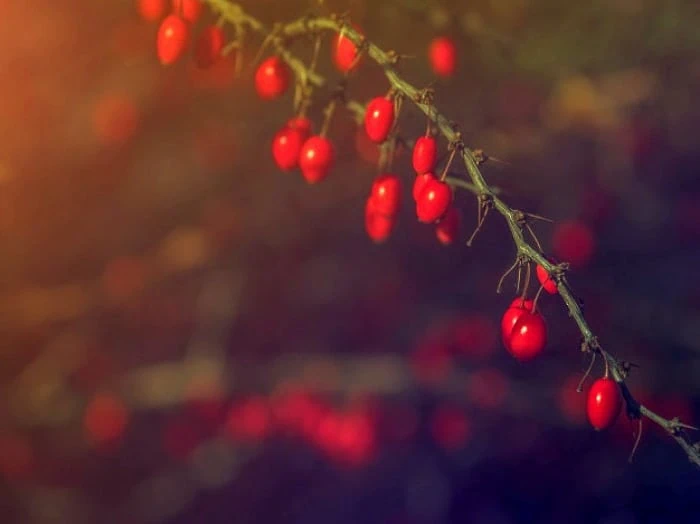 برای سقط جنین چی بخورم؟