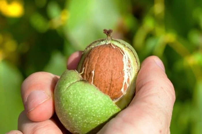 پوست گردوی سبز