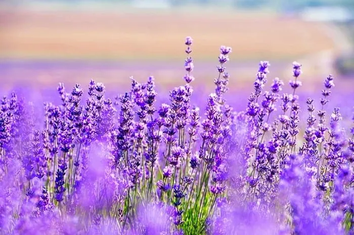 روغن اسطخودوس 