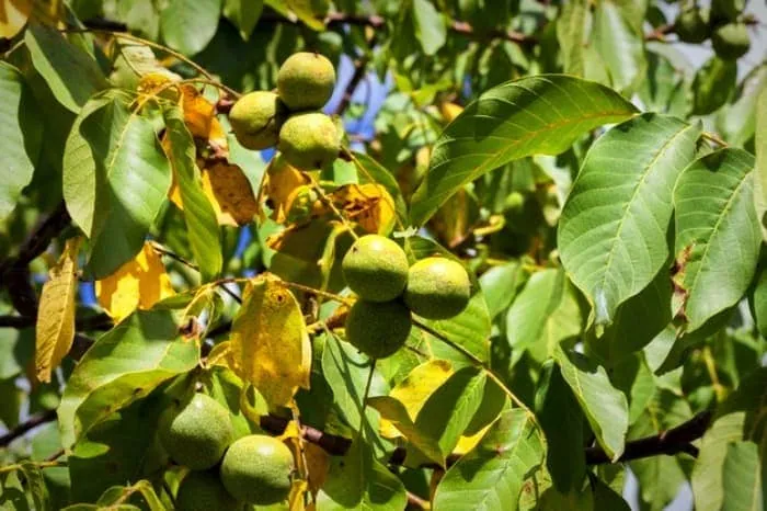 گردوی سبز برای تیروئید