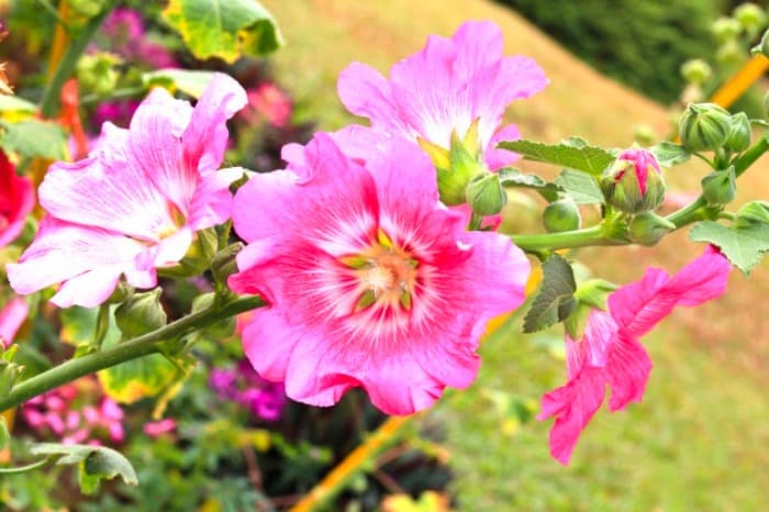 فواید ماسک گل ختمی