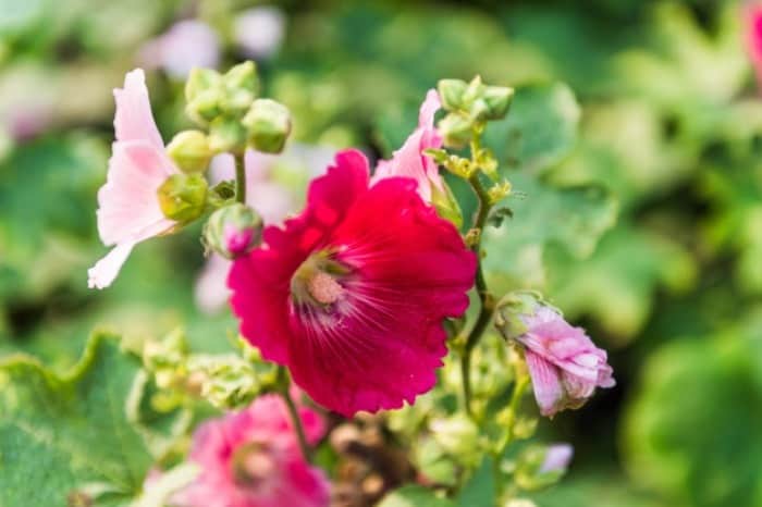 گل ختمی و بابونه