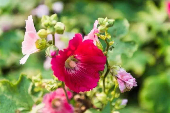 گل ختمی و بابونه