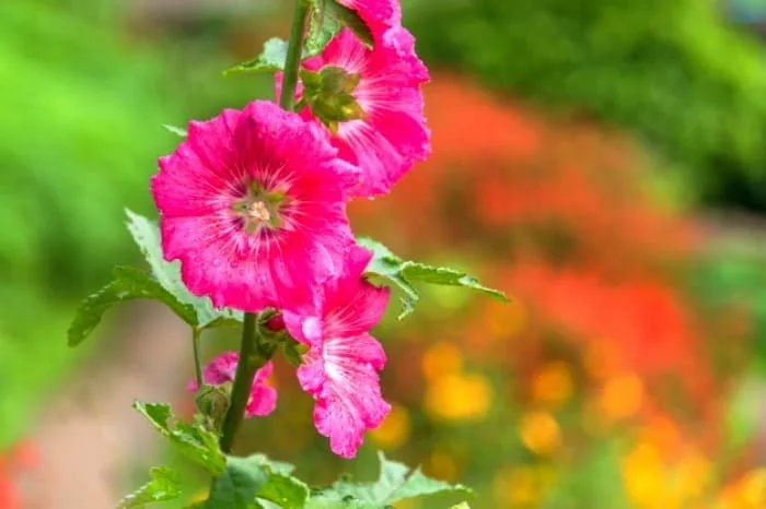 داروی خانگی برای آسم