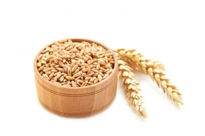 جوانه گندم
