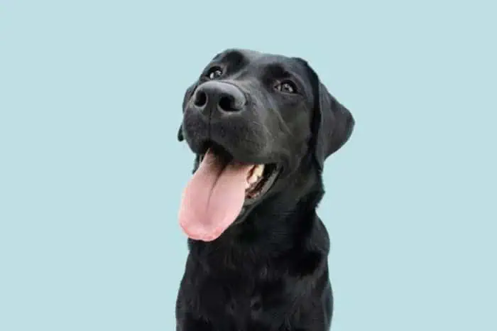 سگ قبل از حادثه