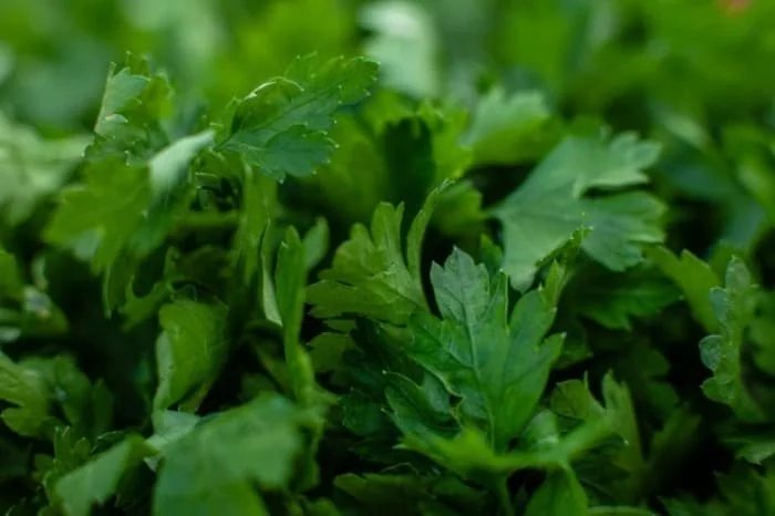 مزایای جعفری
