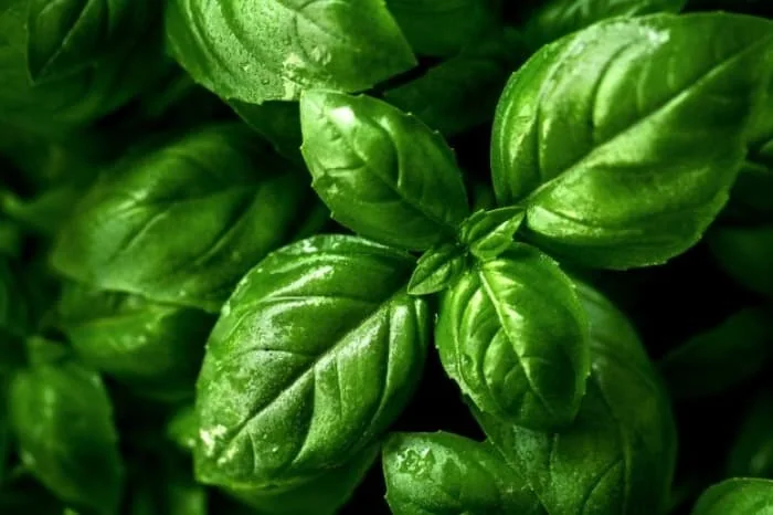 استفاده از گیاهان