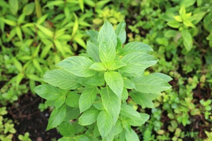 کاشت ریحان گلخانه ای