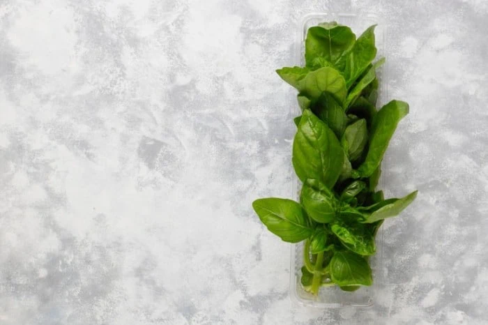 بیماری های گیاه ریحان روش نگهداری ریحان