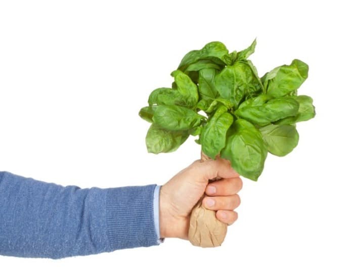 کاشت ریحان در زمستان