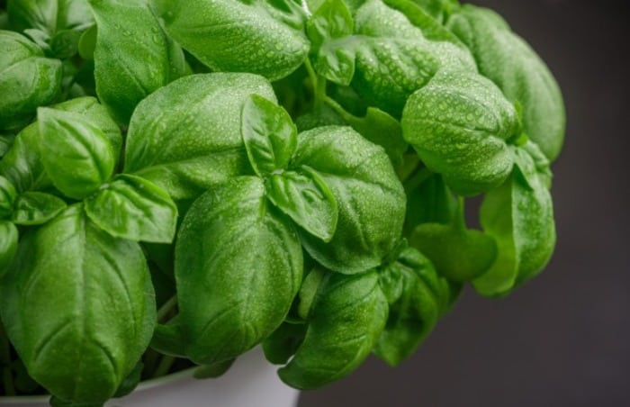 کاشت ریحان در منزل