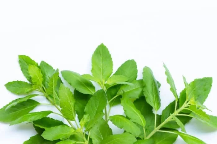نگهداری ریحان در یخچال