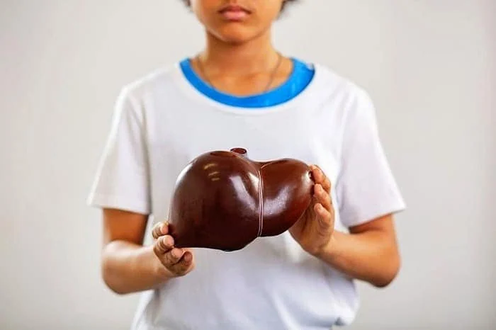 سلامت کبد از خواص آووکادو سلامت کبد