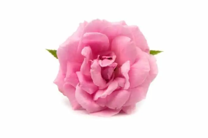 فواید گل محمدی