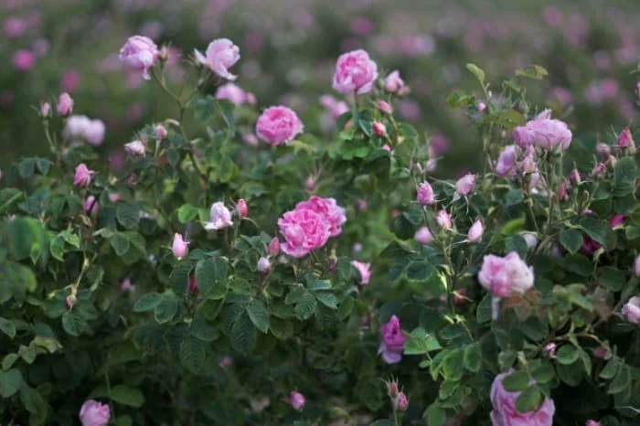 گل محمدی