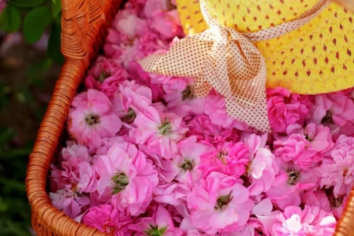 روغن گل محمدی 