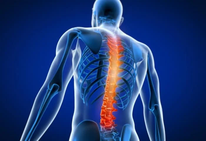 تعداد استخوان ها