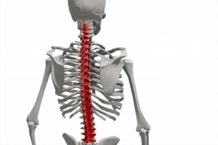 سلامت عضلانی