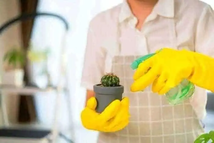 مراقبت از کاکتوس
