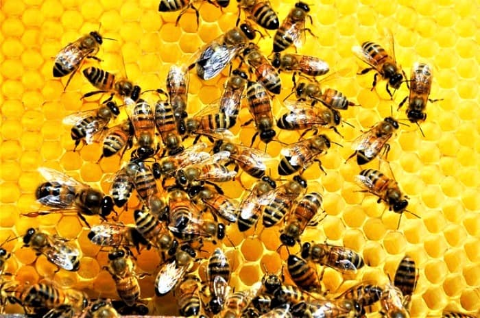 غذای زنبورهای عسل