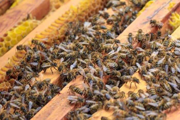 عسل درست کردن زنبور