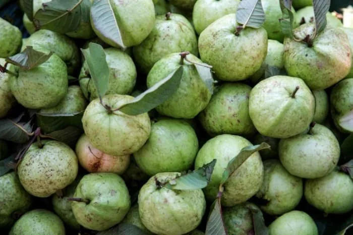 درمان گل مژه با برگ گواگوا درمان گل مژه