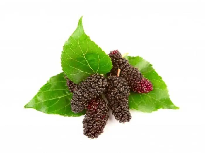 برگ توت 
