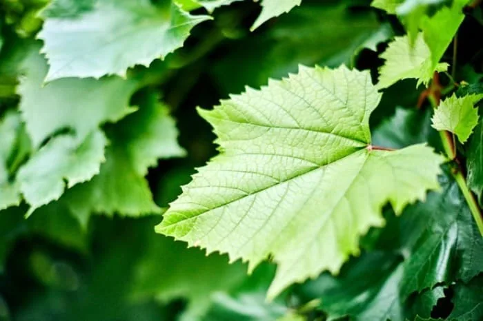 بلانچ کردن برگ مو