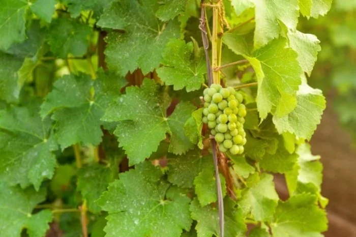 راهنمای خرید انگور