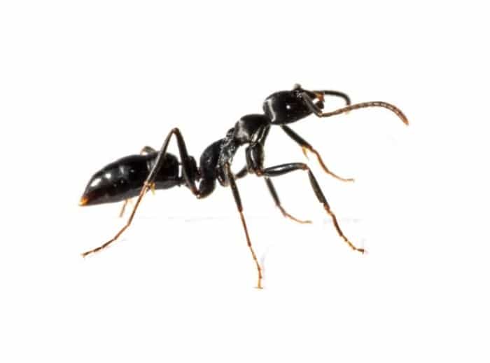 ویژگی مورچه ها