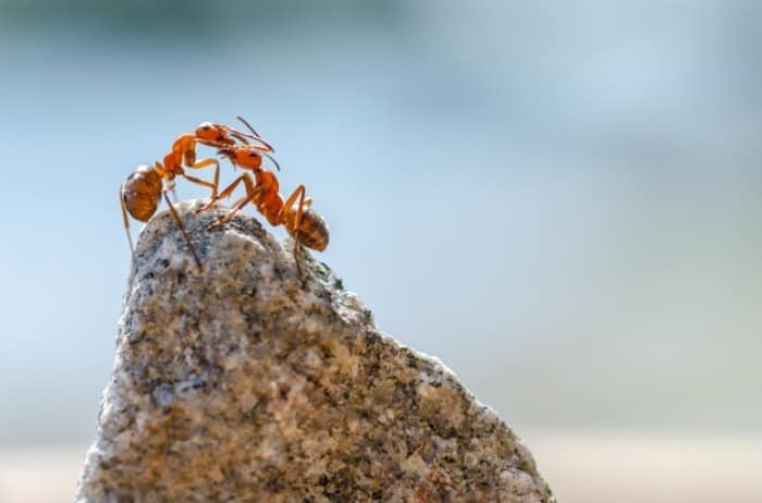 زندگی مورچه ها