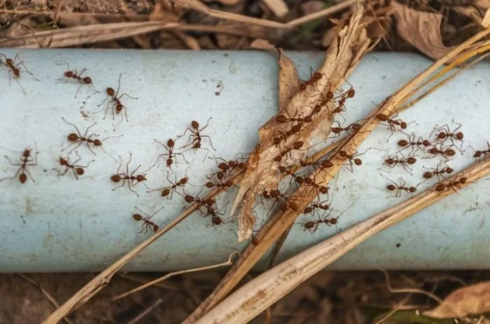 خوراک مورچه چیست