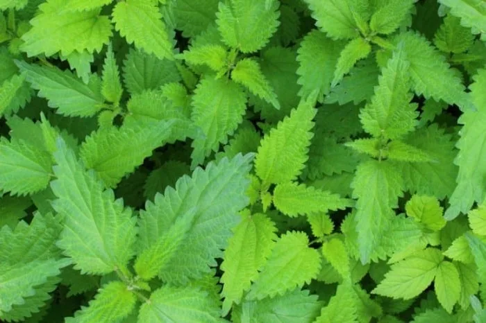 گزنه برای کهیر