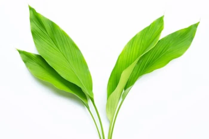 برگ های کاری