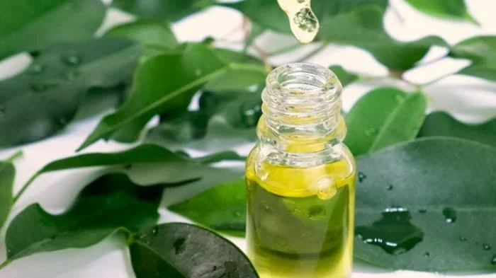 زیبایی پوست با روغن درخت چای