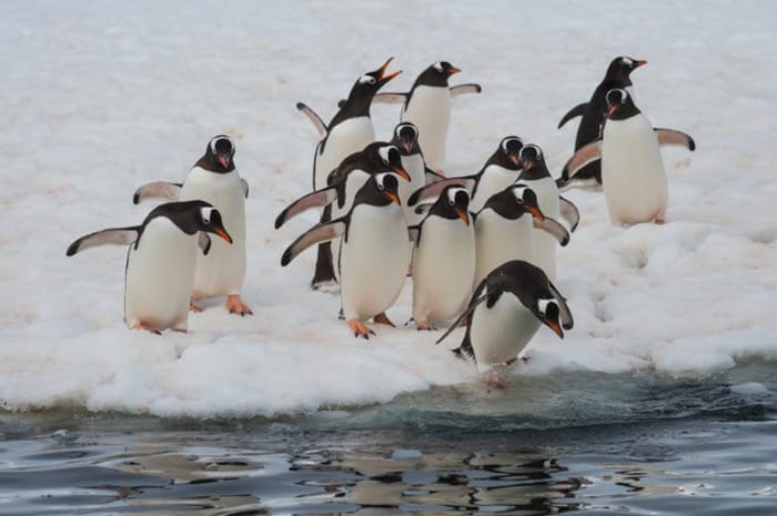 پنگوئن ها در سرما