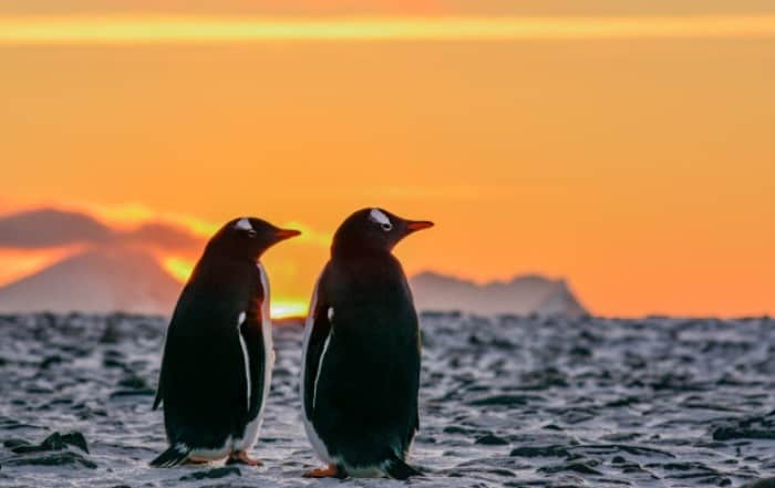 پنگوئن های جنتو