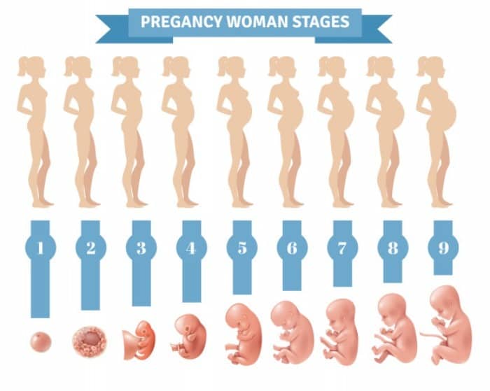 اندازه جنین در هفته هجدهم بارداری