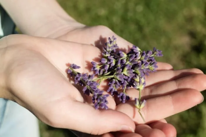 چای مریم گلی و سرکه سیب